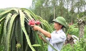 Nguyễn Đình Long - Người ươm mầm thanh long ruột đỏ trên vùng đất khô cằn
