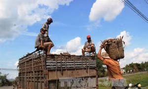 Tạo điều kiện cho ngành sắn phát triển sạch