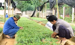 Yên Bái hoàn thành vượt chỉ tiêu kế hoạch trồng rừng năm 2017