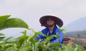 Tiềm năng phát triển kinh tế từ cây chè Mộc Châu