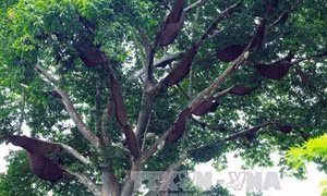 Độc đáo “cây thần” và luật tục bảo vệ rừng của người Thái ở Điện Biên