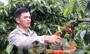Mưa kéo dài làm chậm tiến độ thu hoạch cà phê ở Tây Nguyên