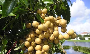 Kỹ thuật trồng cây nhãn cho quả sai, cùi dày, vị ngọt