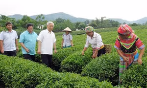 Bước ngoặt cho người trồng chè ở Tuyên Quang