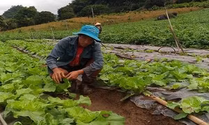 Chàng trai người Mông trồng rau sạch thu 200 triệu đồng/năm