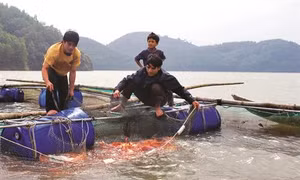 Kỹ thuật nuôi cá điêu hồng