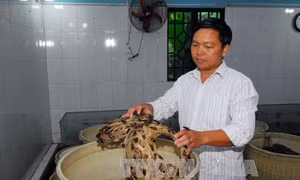 Anh Lê Thanh Tùng làm giàu từ mô hình nuôi côn trùng