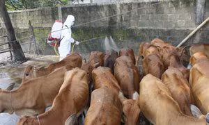 Hà Tĩnh phòng, chống dịch lở mồm, long móng