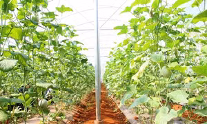 Quảng Trị đẩy mạnh sản xuất nông nghiệp sạch ứng dụng công nghệ cao