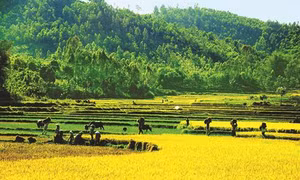 Quảng Ngãi phát triển cây lúa nước ở 6 huyện miền núi
