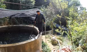 Triệu Văn Trình - Bí thư người Dao đi đầu làm giàu nhờ nuôi cá hồi