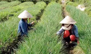 Kỹ thuật trồng và bón phân cho cây kiệu
