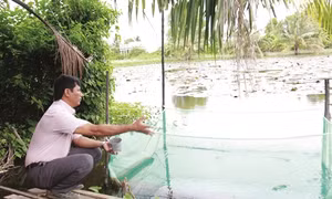 Anh Kim Khỏe vượt khó làm giàu