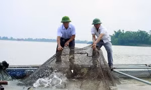 Hiệu quả từ chuyển đổi ruộng trũng sang nuôi trồng thủy sản ở Lương Tài