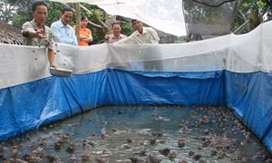 Kỹ thuật nuôi ếch
