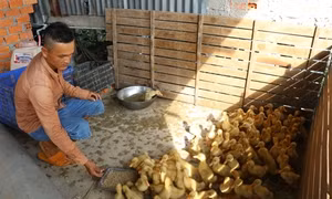 Nuôi vịt rọ lấy trứng cho hiệu quả cao