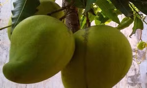 Xoài tứ quý “bén duyên’ nơi vùng biển mặn