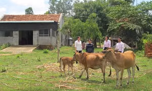 Nguồn vốn chính sách giúp đồng bào vùng cao xóa đói, giảm nghèo