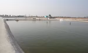 Phương pháp gây màu nước trong ao nuôi tôm theo VietGAP