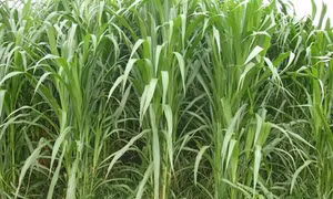 Kỹ thuật trồng một số loại cỏ cho gia súc
