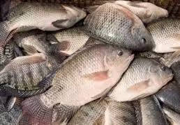 Nuôi cá rô phi đơn tính theo quy trình GAHP mang lại hiệu quả kinh tế cao