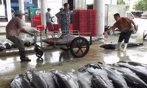 Nhiều nghề khai thác biển đạt hiệu quả cao