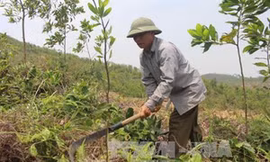 Đến năm 2020, chuyển đổi mục đích sử dụng trên 60.000 ha rừng