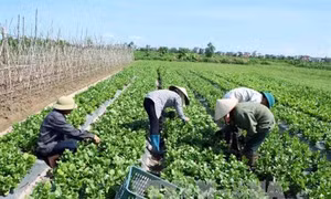 Hưng Yên có nhiều mô hình sản xuất thực phẩm an toàn theo hướng VietGap