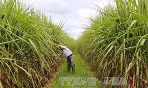 Yêu cầu cấp bách phải cơ cấu lại ngành mía đường