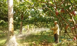 Trồng ca cao xen dừa, điều mang lại hiệu quả kinh tế cao