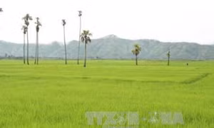 Đắk Lắk hình thành vùng chuyên canh lúa ổn định