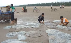 Ngư dân Thanh Hóa được mùa “vàng trắng”