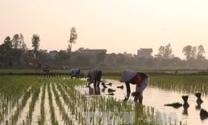 Sửa đổi quy định về miễn, giảm thuế sử dụng đất nông nghiệp