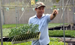 Thu tiền tỷ từ bán cây giống công nghệ cao