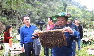 Phát triển nuôi ong mật bền vững đảm bảo an toàn thực phẩm