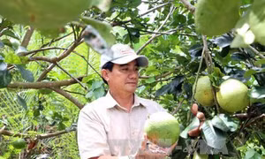 Nông dân Đoàn Phương Tùng thành công nhờ mô hình kinh tế tổng hợp