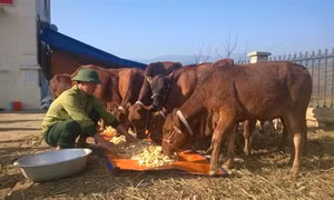 Thúc đẩy phát triển kinh tế gia đình ở vùng biên giới Lai Châu