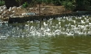 Thoát nghèo từ nuôi vịt đẻ siêu trứng