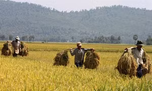 Lúa Nàng Nhen thơm Bảy Núi