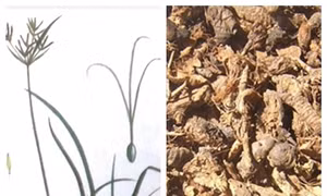 Chữa tiêu hóa kém bằng cỏ cú
