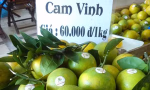 Chị Đỗ Thị Tươi làm giàu từ trồng cam Vinh