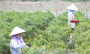 Xây dựng vùng chuyên canh màu trên đất thuần nông