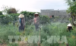 Mô hình tưới nước cho mía giúp lãi tăng gần 11 triệu đồng/ha