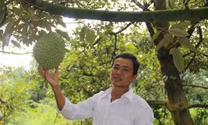 Ông Huỳnh Văn Sẵn làm giàu nhờ kịp thời chuyển đổi cây trồng sống chung với lũ
