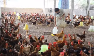 Để nông nghiệp không rơi vào tăng trưởng "bong bóng"