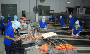 Hơn 1 triệu quả trứng gà truy xuất nguồn gốc đã được bán ra thị trường