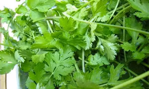 Những công dụng tuyệt vời của rau mùi thơm