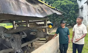 Ông Phạm Văn Ụa, xã Ba Thành, huyện Ba Tơ, thoát nghèo nhờ chăn nuôi trâu. Ảnh: TTXVN phát 