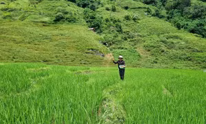 Kon Tum tìm giải pháp cho gần 3.300 ha lúa canh tác một vụ