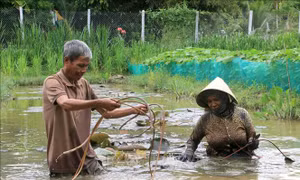 Vợ chồng ông Sơn Xâm, xã Đông Bình (thị xã Bình Minh, tỉnh Vĩnh Long) thu hoạch bông súng để tăng thu nhập. Ảnh: Lê Thúy Hằng - TTXVN